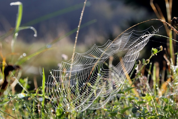 Foto spinnweben am morgen das gras