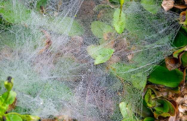 Spinnweben auf dem Gras mit Wassertropfen aus dem Morgentau, im flachen Fokus. Natürlicher Hintergrund.