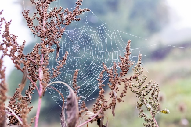 Spinnweben auf Dickichten von trockenem Unkraut auf einer Wiese