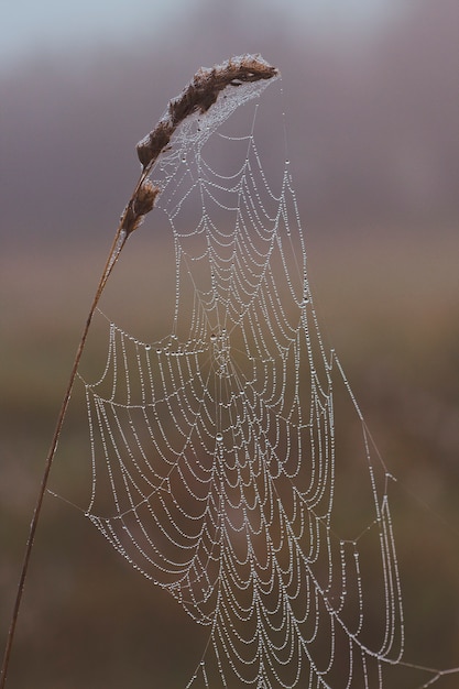 Spinnweben im Morgentau