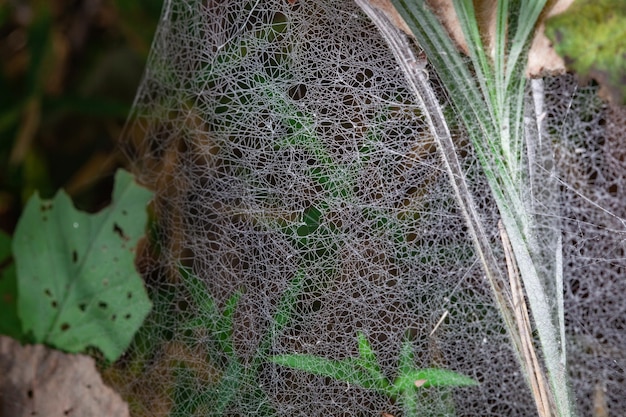 Spinnweben im Sommer, Phänomen der Spinnenwanderung, Spinnweben im Spätsommer