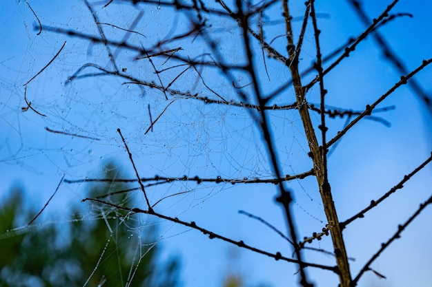 Spinnweben mit Tropfen nach dem Regen auf Baumzweigen Morgentau klammert sich an Spinnweben
