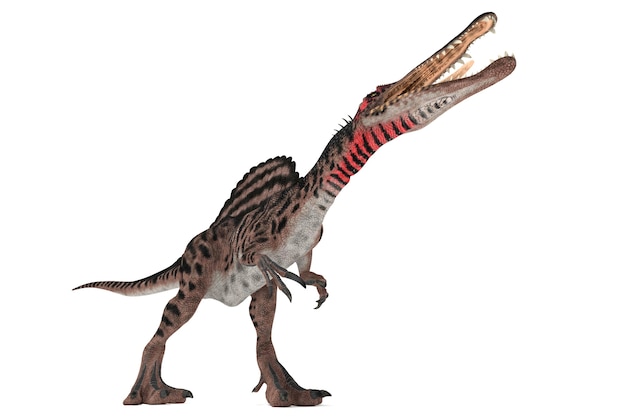 Spinosaurus conjunto de ângulos em uma ilustração 3D de fundo branco