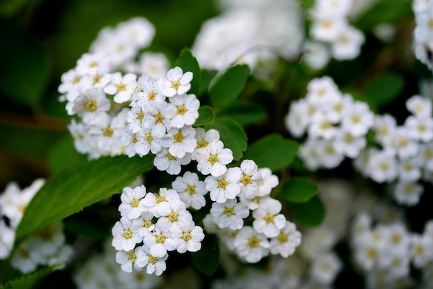 Spiraea cantoniensis the Reeve39s spiraea grinalda de noiva spirea double white may Cape may or may bush é uma espécie de planta nativa da China pertencente à família das rosas Rosaceae