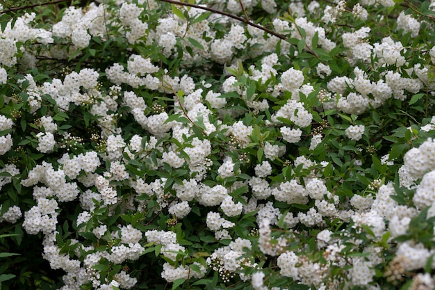 Spiraea chamaedryfolia ou germander meadowsweet ou elmleaved spirea flores brancas com foco seletivo de fundo verde close-up