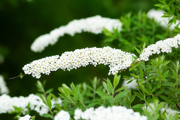 Spiraea flores brancas no galho sobre fundo verde. Spiraea Cinerea Grefsheim floresce no jardim primavera. Arbusto de flores brancas na primavera.