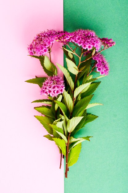 Spiraea japonica con inflorescencias rosas