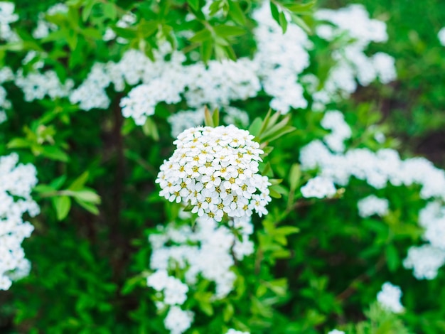 Spiraea Nipponian Snowmound em um canteiro de flores fechado