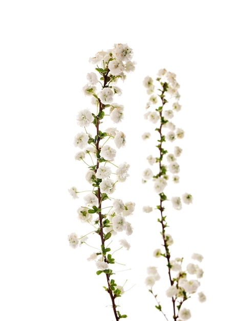 Spiraea prunifolia delante de un fondo blanco