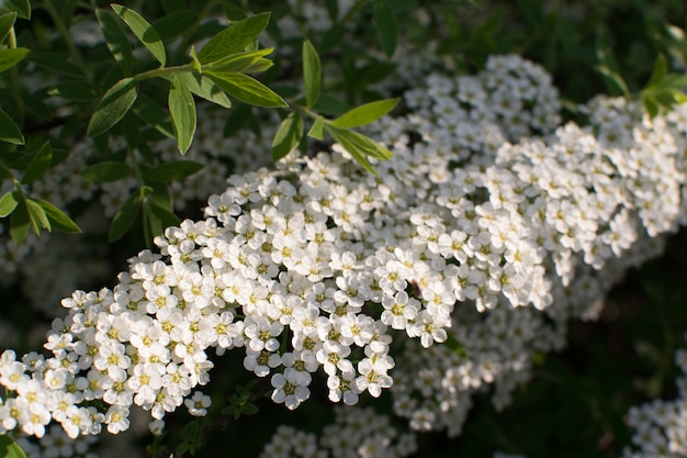 Spiraea Thunbergii Blumen