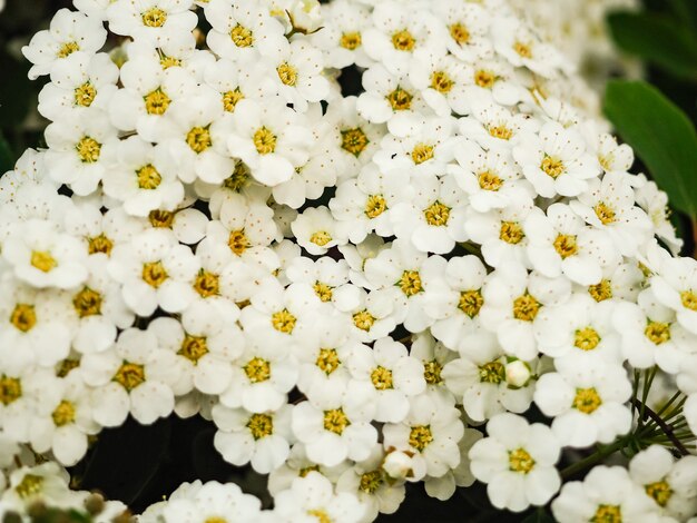 Foto spiraea thunbergii. jardín, flor, spiraea blanco, fondo blanco bush espacio de verano para texto.