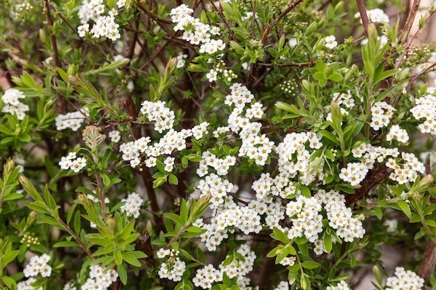 Spiraea vanhouttei oder spirea weiße Vorfrühlingsblume in der Gartengestaltung