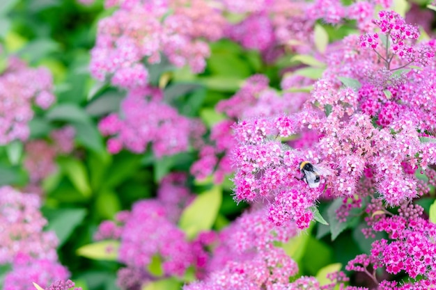 Spirea-Busch oder Spirea-Muster mit Blättern aus nächster Nähe Billard-Spirea blüht mit rosa kleinen Blüten