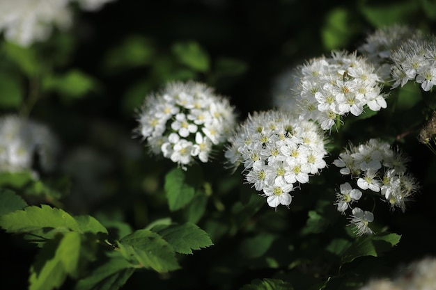 Spirea flor de primavera alpina arbusto de flores blancas de cerca