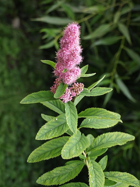 Spirea paniculata arbustos arbustos en flor