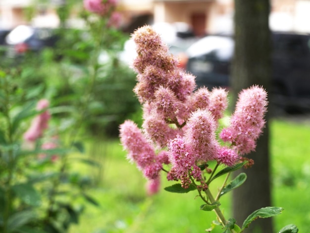 Spirea paniculata arbustos arbustos en flor