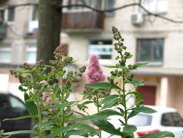 Spirea paniculata arbustos floridos arbustos