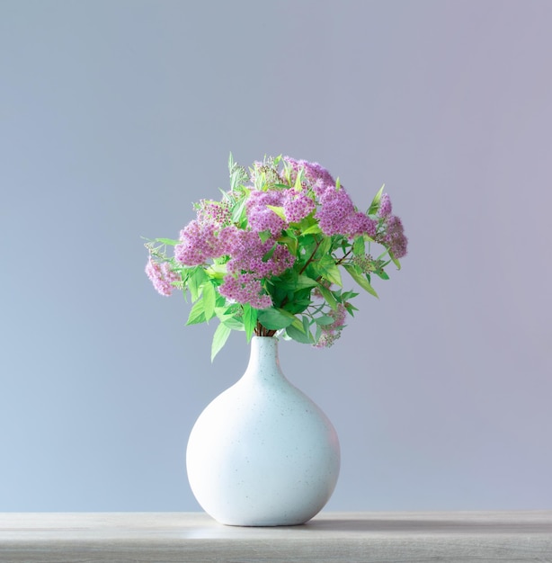 Spirea rosa em vaso branco na prateleira de madeira