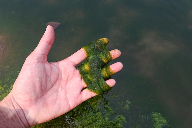 Spirogyra algas de agua dulce algas marinas de agua dulce en la corriente del río pueden vivir en agua limpia hierba acuática verde los nombres comunes incluyen trenzas de sirena de seda de agua y hierba de manta