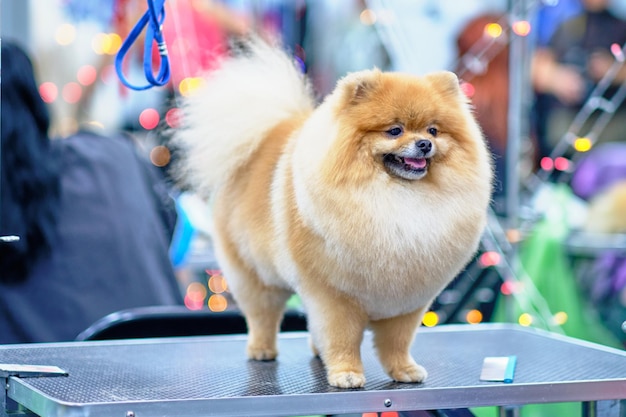 Spitz acicalando a Pomerania al estilo de un salón de peluquería para mascotas en la mesa