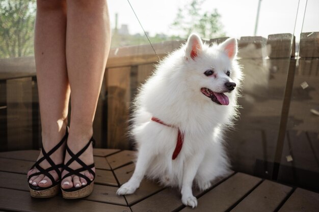 Spitz blanco para dar un paseo Lindo cachorro esponjoso del alemán Spitz Pomeranian juega para dar un paseo en la naturaleza