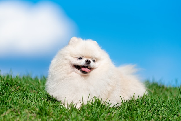 Spitz branco da raça do cão na grama verde no céu azul da nuvem.