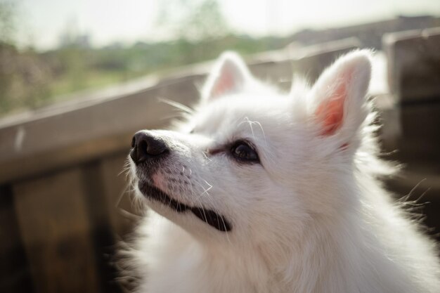 Spitz branco para passear Cachorrinho fofo e fofo do alemão Spitz Pomeranian brinca para passear na natureza