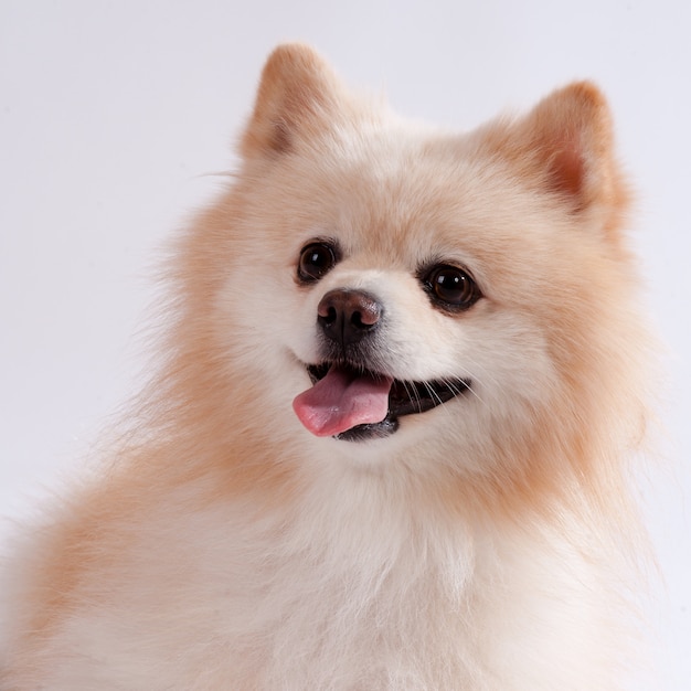 Spitz cachorro acostado en el frente. aislado en blanco