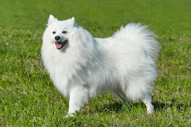 Foto spitz japonês branco de raça pura na primavera contra um fundo de grama retrato de um jovem cachorro brincalhão