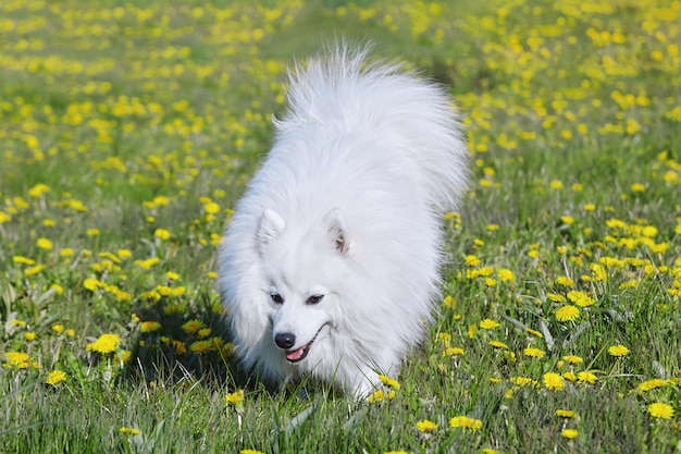 Foto spitz japonês branco puro-sangue na primavera contra um fundo de grama retrato de um jovem cachorro brincalhão