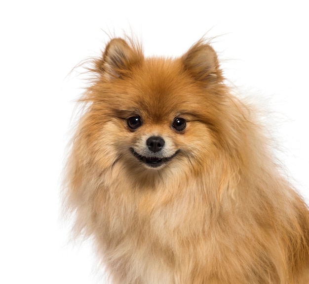 Foto spitz japonês em frente a um fundo branco