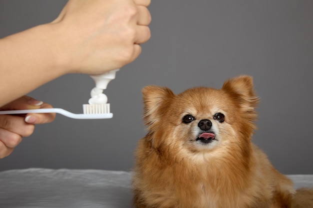 Spitz pequeno está pronto para o procedimento de escovar os dentes