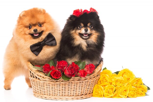 Spitz perros en la canasta con flores