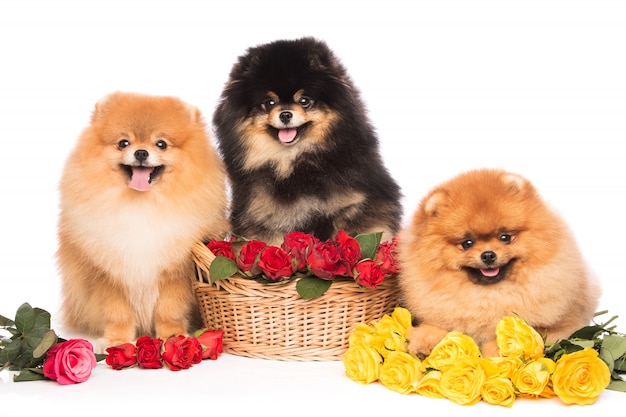 Spitz perros en la canasta con flores