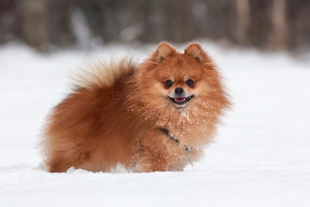 Spitz pomerania bebé jugando en día de invierno