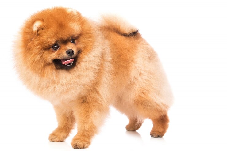 Foto spitz pomerânia bonito