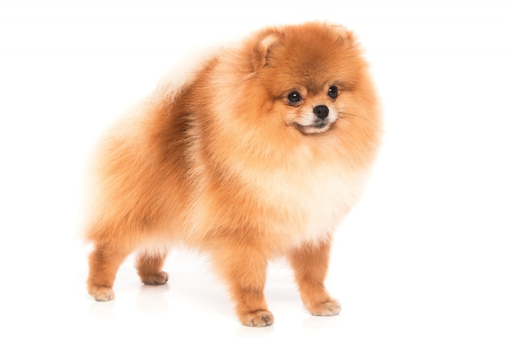 Foto spitz pomerânia bonito