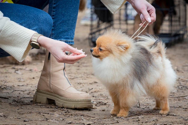 Foto el spitz de pomerania en la exposición canina