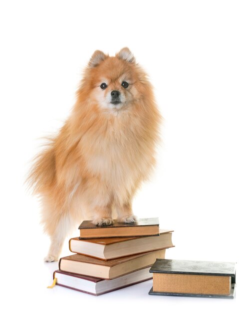 Spitz Pomerania y libros