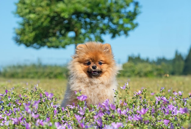 Foto spitz de pomerania en la naturaleza