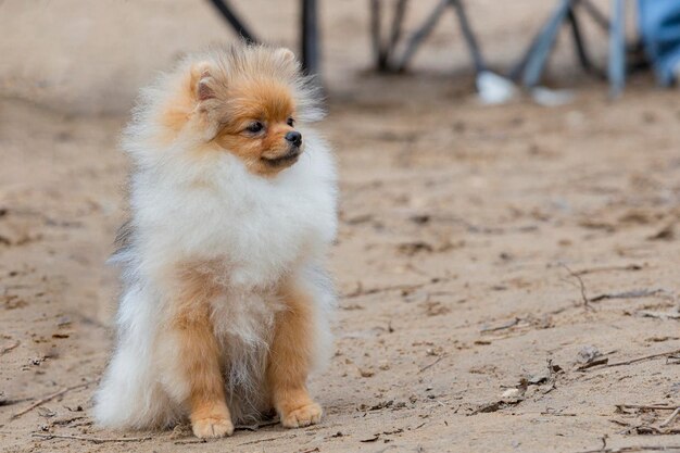 Foto spitz de pomerania en un paseo por un campo de arena