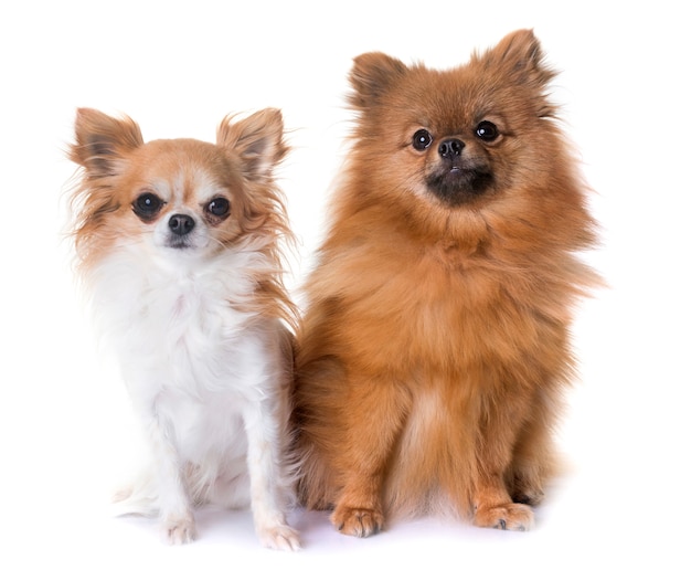 spitz pomeranian y chihuahua