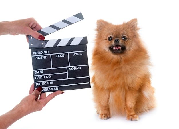 Spitz pomeranian e badalo de filme