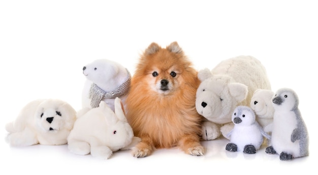 spitz pomeranian y peluches