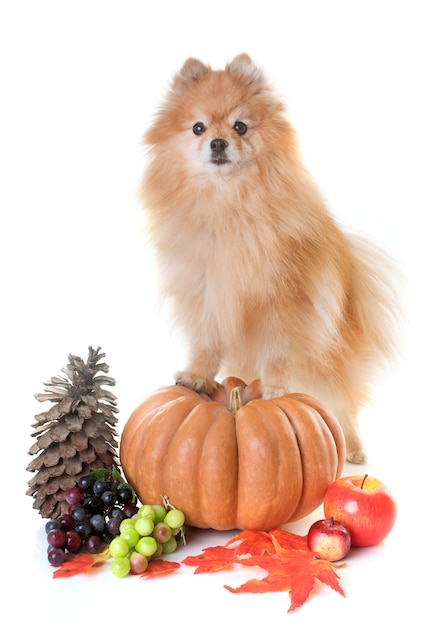 Spitz pomeranian