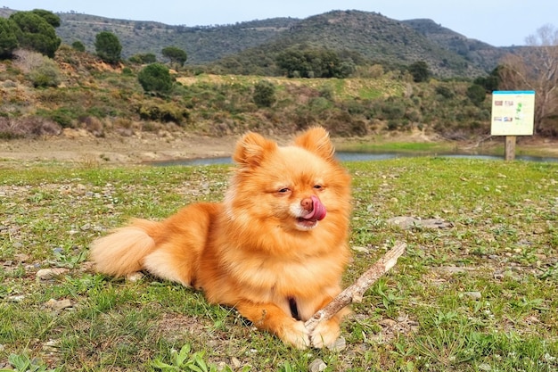 Spitz pomeraniano de cabelo vermelho engraçado segura uma vara de madeira para brincar em um gramado nas montanhas