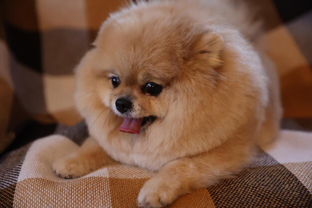 El spitz pomeraniano yace en el sofá de casa