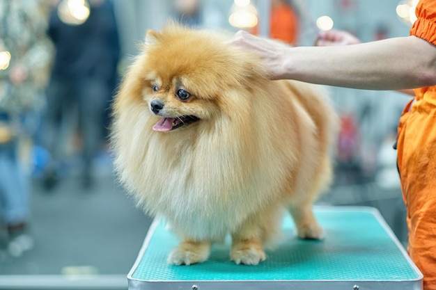 Spitz sumiso en el salón de belleza en la mesa de aseo durante el aseo