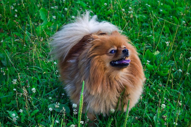 Spitz vermelho no gramado verde