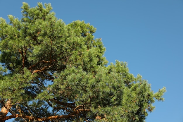 Spitze der Kiefer gegen blauen Himmel. Sonniger Tag